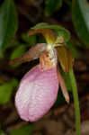 Pink lady's slipper <BR>Moccasin flower